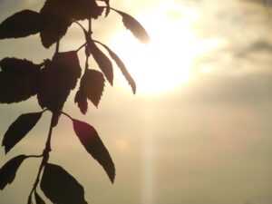 wallpaper, 4k wallpaper, free wallpaper, silhouette, hd wallpaper, background, windows wallpaper, design, pattern, nature, backdrop, decoration, nature background, decorative, decor, ornament, mac wallpaper, nature wallpaper, floral, floral background, season, outline, beautiful nature, cool backgrounds, laptop wallpaper, sun, sunset, free background, sundown, clouds, leaves, tree, wallpaper hd, beautiful wallpaper, branch, twigs, sway, breeze, full hd wallpaper, plant, spring, leaf, ornate, summer, green, shape, seasonal, romantic, stem, natural, 4k wallpaper 1920x1080, desktop backgrounds, wallpaper 4k, colorful