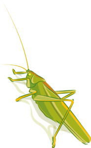 grasshopper, insect, animal, nature, green, arthropod, cut out