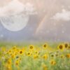 moon, meadow, sunflower field, sunflowers, field, nature, landscape, background, rainbow, moon, sunflower field, sunflower field, sunflower field, sunflower field, sunflower field, sunflowers, sunflowers, sunflowers, sunflowers, rainbow, rainbow, rainbow, rainbow