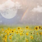 moon, meadow, sunflower field, sunflowers, field, nature, landscape, background, rainbow, moon, sunflower field, sunflower field, sunflower field, sunflower field, sunflower field, sunflowers, sunflowers, sunflowers, sunflowers, rainbow, rainbow, rainbow, rainbow