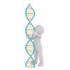 dna, white male, 3d model, isolated, 3d, model, whole body, white, 3d man, dna strand, strand, heritage, medical, inheritance, stem cells, freedom of travel, eu, dna, dna, dna, dna, dna