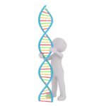 dna, white male, 3d model, isolated, 3d, model, whole body, white, 3d man, dna strand, strand, heritage, medical, inheritance, stem cells, freedom of travel, eu, dna, dna, dna, dna, dna
