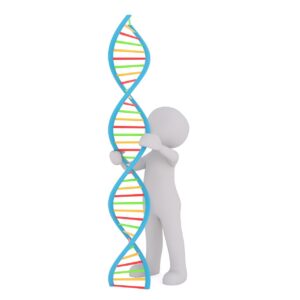 dna, white male, 3d model, isolated, 3d, model, whole body, white, 3d man, dna strand, strand, heritage, medical, inheritance, stem cells, freedom of travel, eu, dna, dna, dna, dna, dna